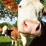 Bauernhof Erleben Stilvolle 120 M Im Mostviertel * Sankt Martin am Ybbsfelde