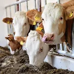 Bauernhof Erleben Stilvolle 120 M Im Mostviertel * Sankt Martin am Ybbsfelde