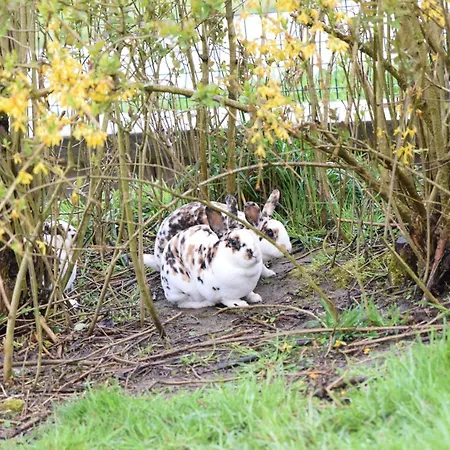 Bauernhof Erleben Stilvolle 120 M Im Mostviertel Apartment