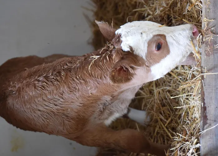 Apartamento Bauernhof Erleben Stilvolle 120 M Im Mostviertel Sankt Martin am Ybbsfelde