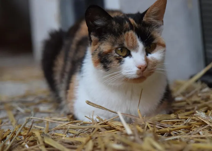 Bauernhof Erleben Stilvolle 120 M Im Mostviertel Apartamento *