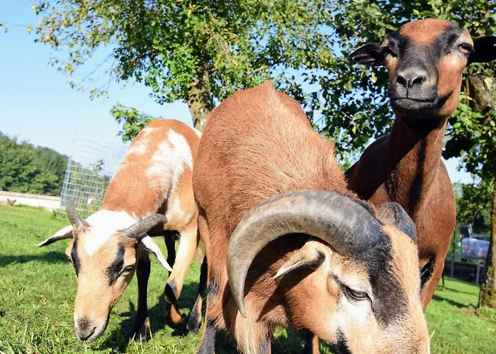 Bauernhof Erleben Stilvolle 120 M Im Mostviertel *