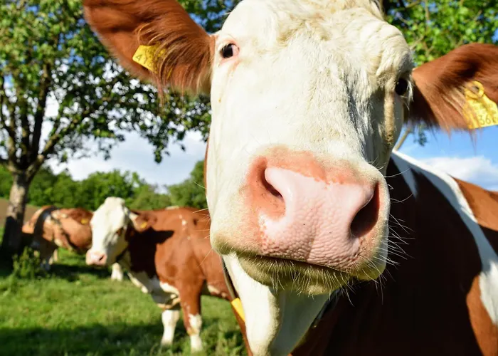 Bauernhof Erleben Stilvolle 120 M Im Mostviertel * Sankt Martin am Ybbsfelde