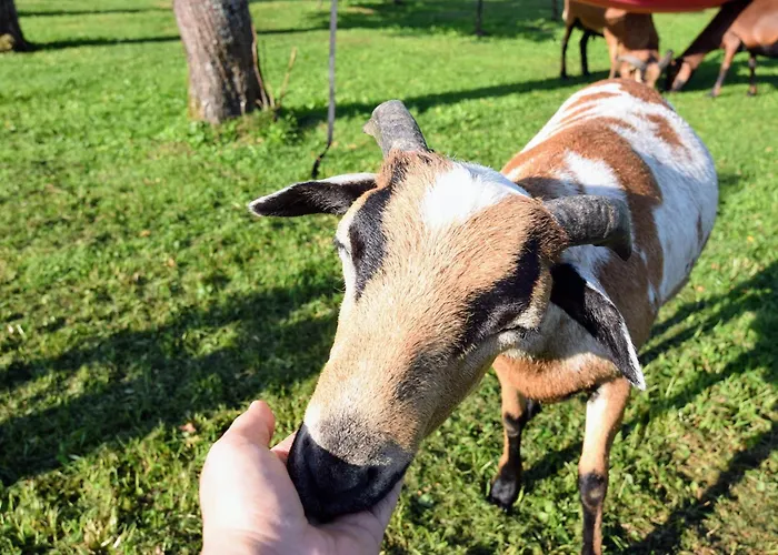 Bauernhof Erleben Stilvolle 120 M Im Mostviertel