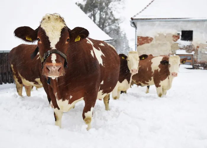 Bauernhof Erleben Stilvolle 120 M Im Mostviertel * Sankt Martin am Ybbsfelde
