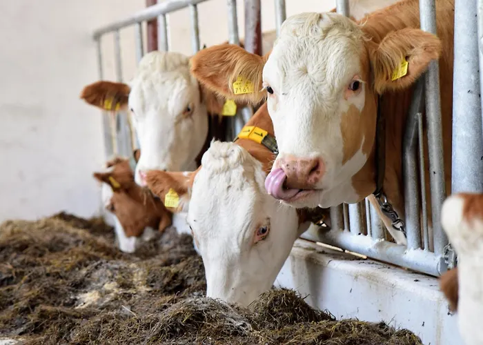 Bauernhof Erleben Stilvolle 120 M Im Mostviertel * Sankt Martin am Ybbsfelde