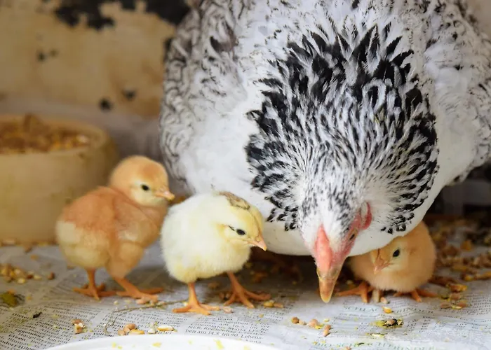 Bauernhof Erleben Stilvolle 120 M Im Mostviertel Apartment Sankt Martin am Ybbsfelde